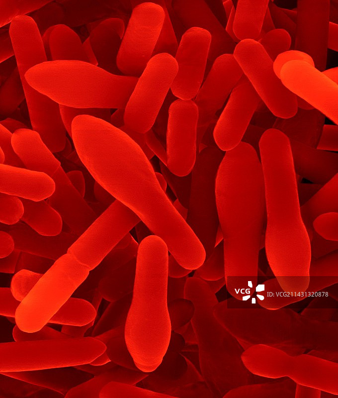 产孢梭菌孢子形成扫描电镜图图片素材