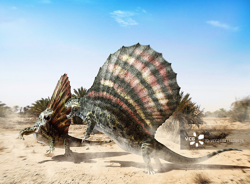 Dimetrodon战斗插图图片素材