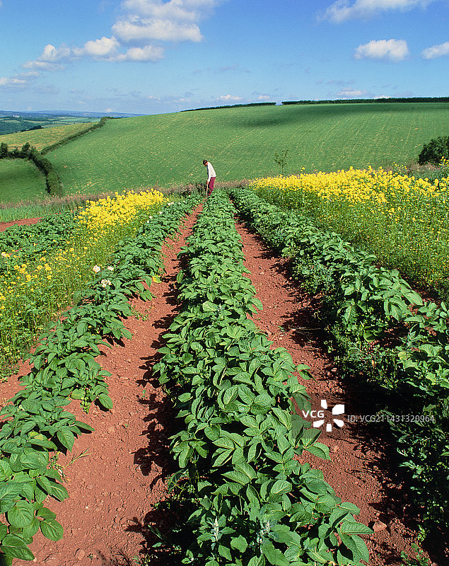 有机农场上芥菜旁的马铃薯植物图片素材