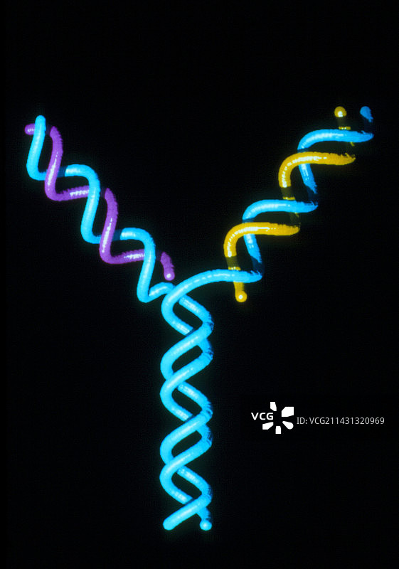 DNA复制插画图片素材