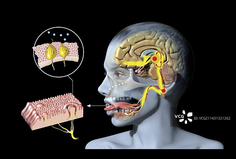 味觉和嗅觉生理机制图示图片素材