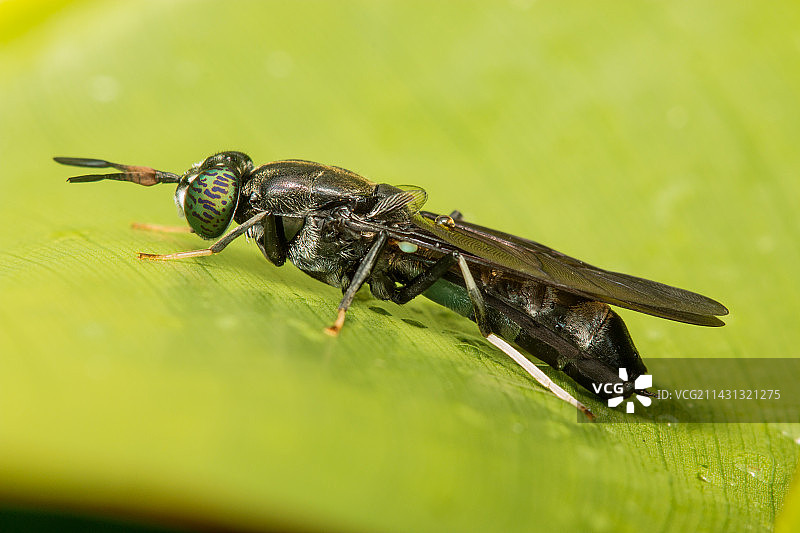 黑水虻图片素材