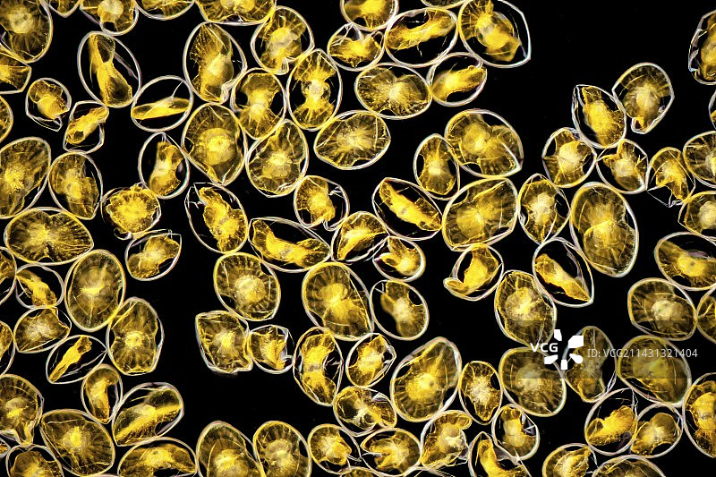 夜光虫腰鞭毛虫显微图图片素材