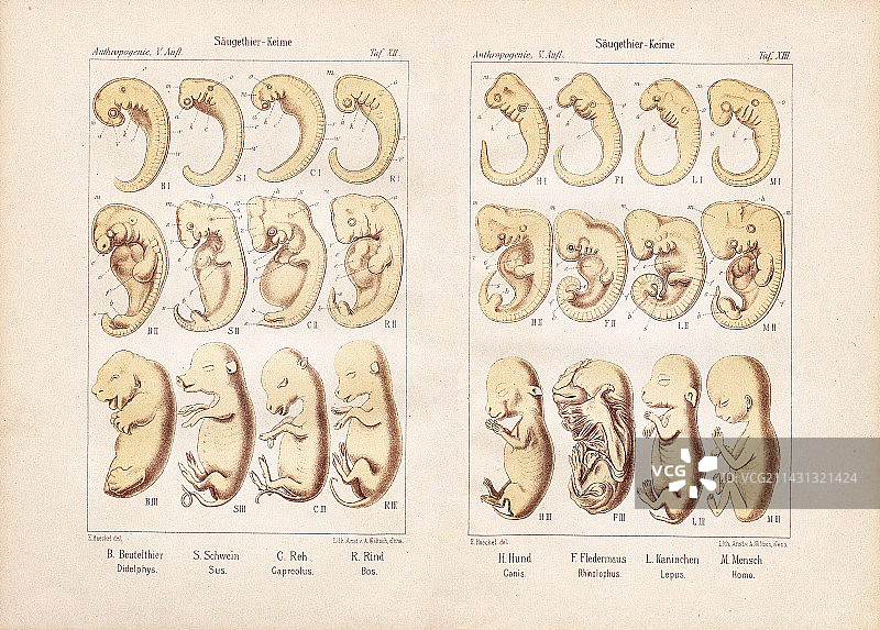 海克尔论动植物胚胎，1903年图片素材