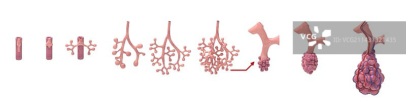 肺部发育，插图图片素材