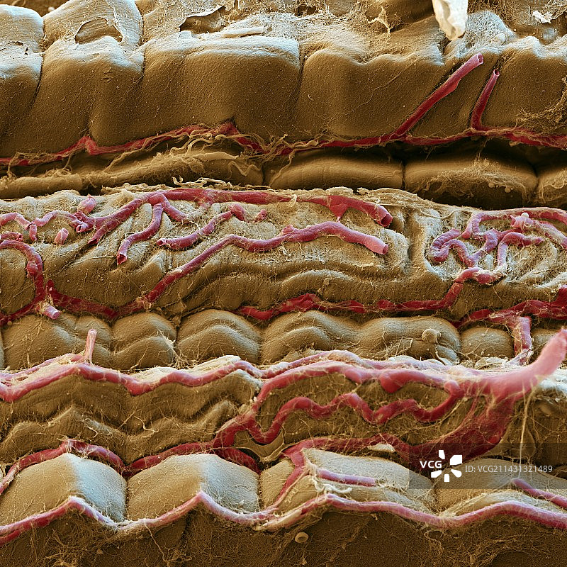 肌肉毛细血管扫描电镜图图片素材