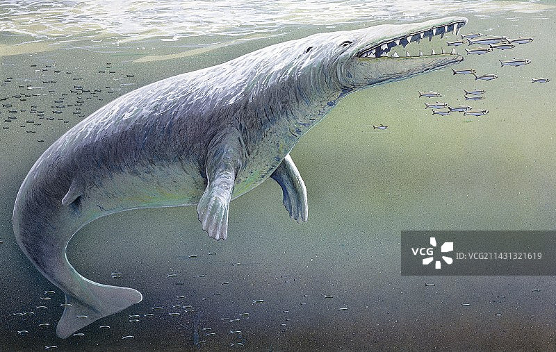 原鲸插图图片素材