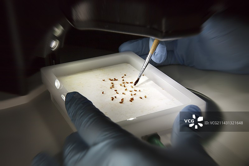 朊病毒疾病研究图片素材