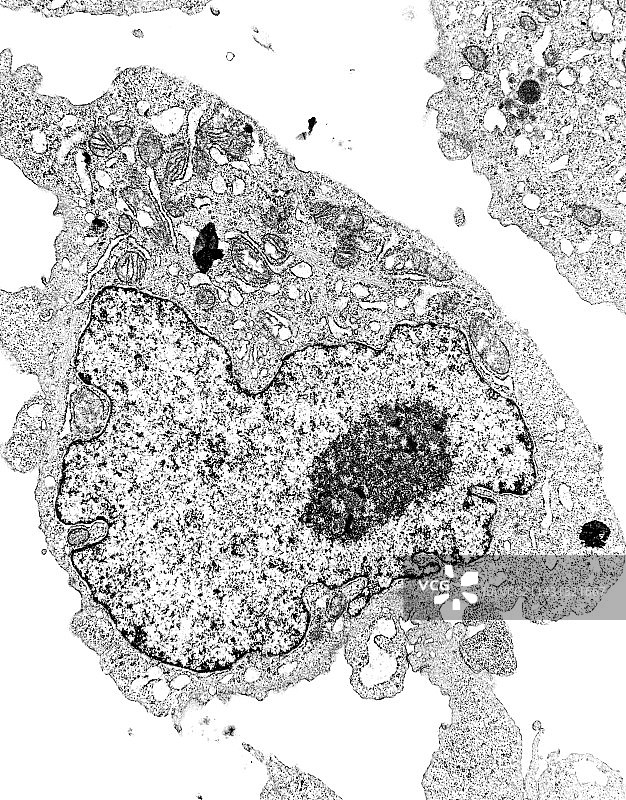 动物细胞透射电子显微照片图片素材