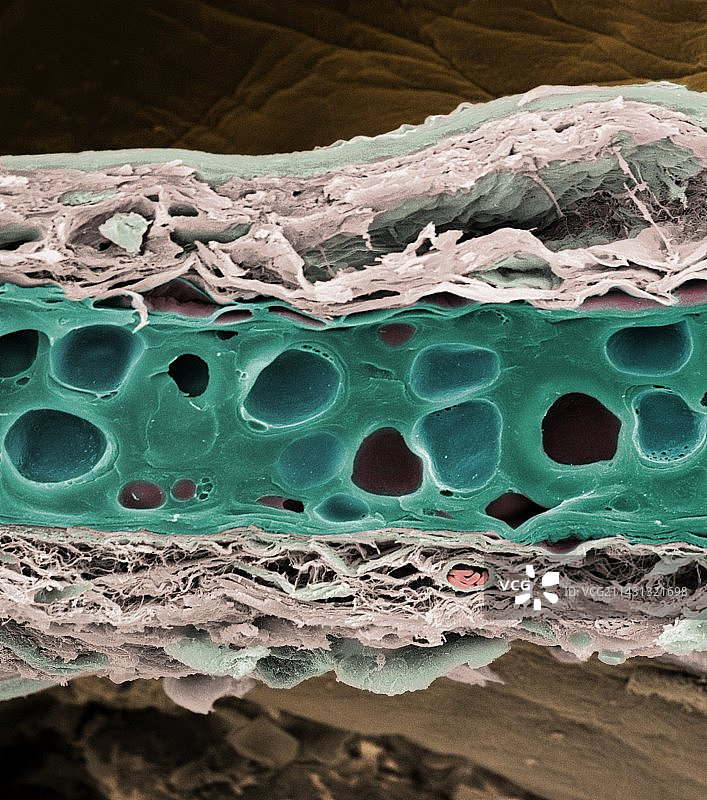 弹性软骨扫描电镜图图片素材