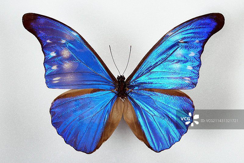 蓝摩尔福蝶图片素材