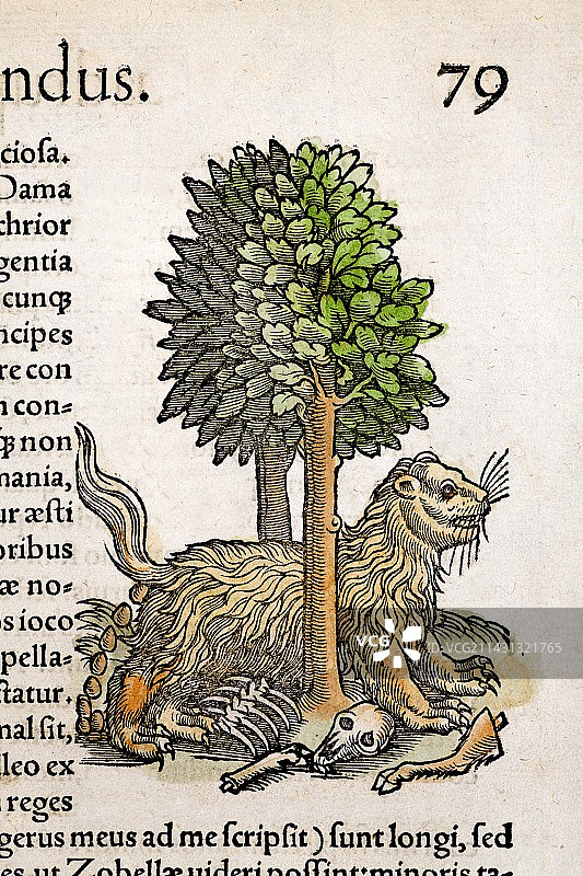 格斯纳关于贪吃狼獾的1560神话图片素材