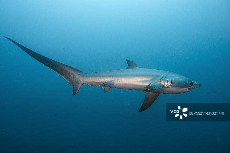 长尾鲨游泳图片素材