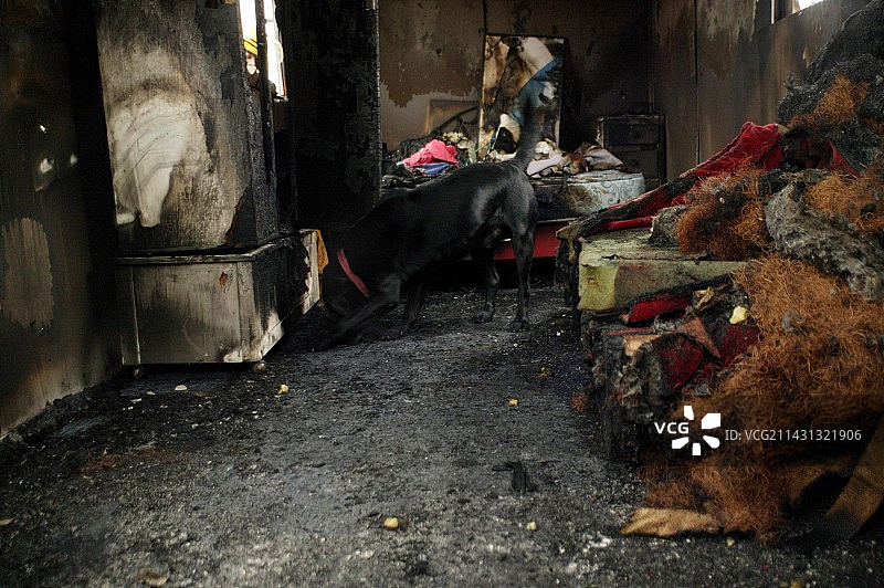 嗅探犬图片素材