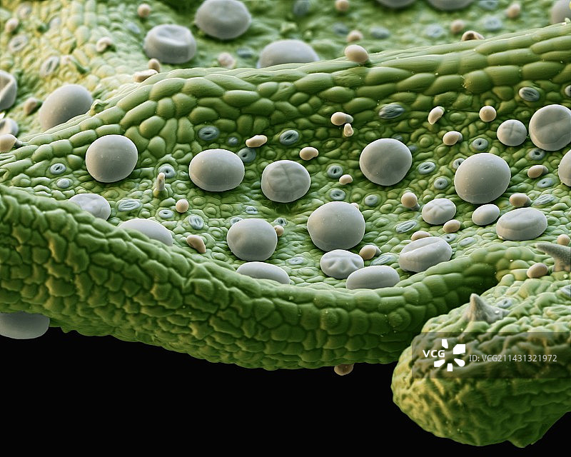 薄荷叶表面扫描电镜图图片素材