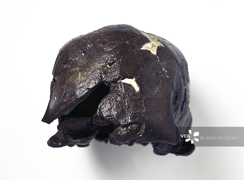 智人头盖骨（奥莫2号）图片素材