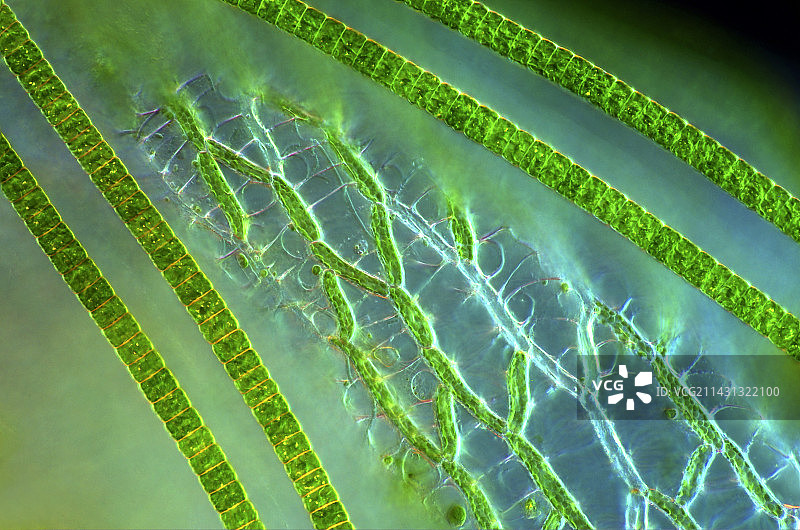 泥炭藓上的鼓藻显微照片图片素材