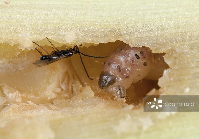 钻蛀虫和寄生蜂图片素材