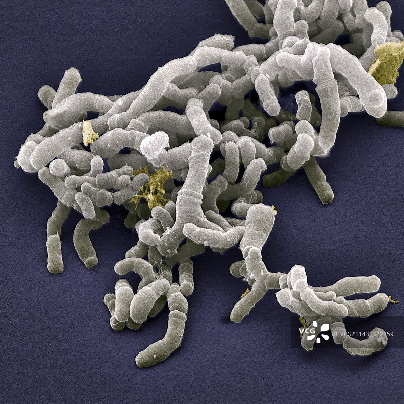双歧杆菌，扫描电子显微镜图图片素材