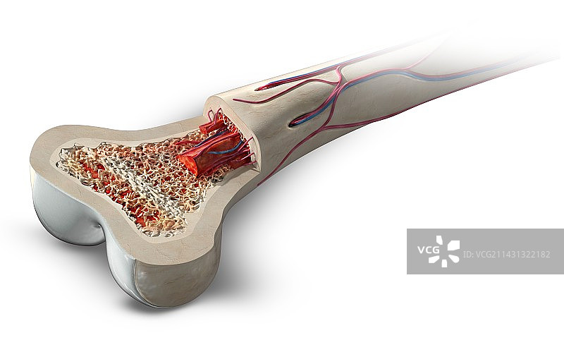 骨骼结构图图片素材