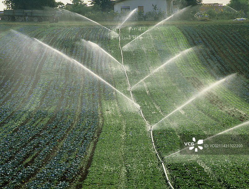 用喷水器灌溉蔬菜地图片素材