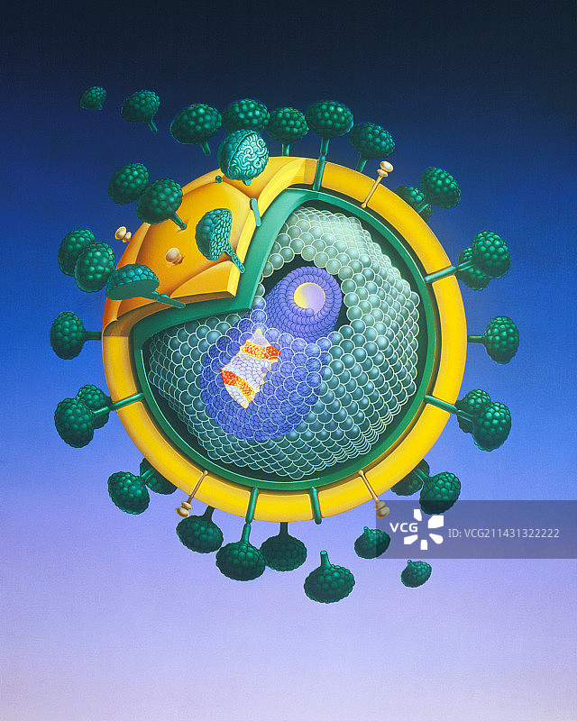 HIV病毒结构插画图片素材