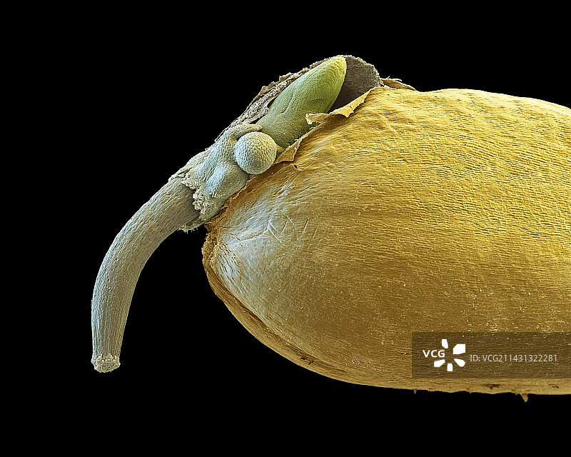 小麦萌发扫描电镜图图片素材