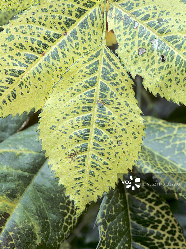 玫瑰花叶病毒图片素材