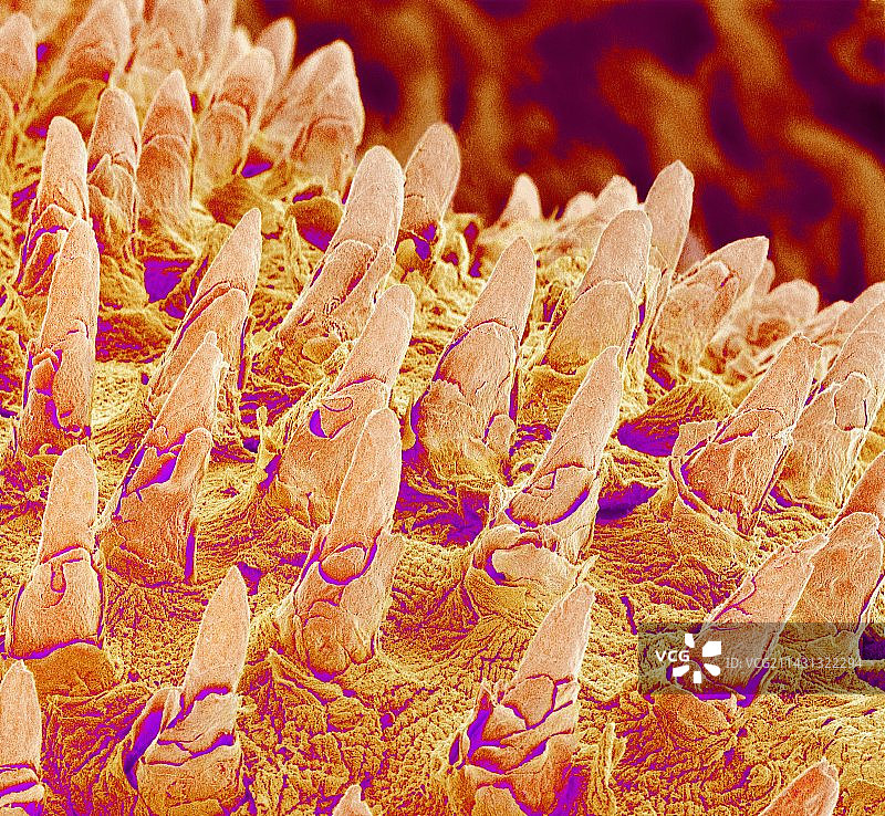 舌头表面，扫描电子显微镜图片素材