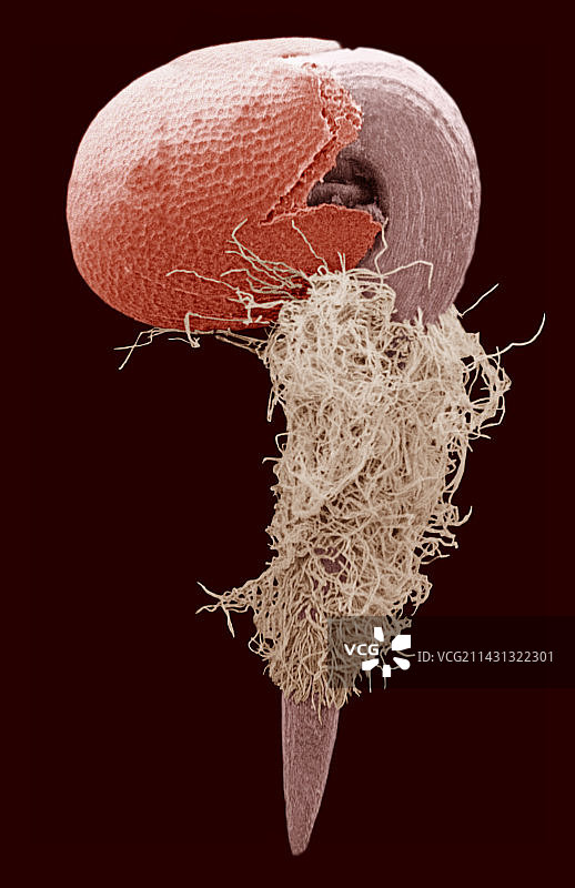 甜菜种子萌发扫描电镜图图片素材