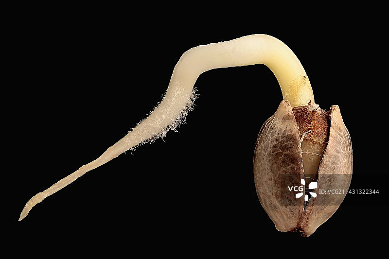 植物种子萌芽图片素材