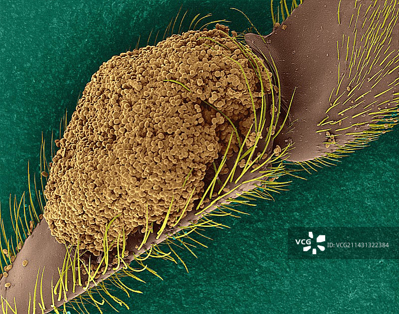 后腿上的蜂花粉花篮，扫描电镜图片素材