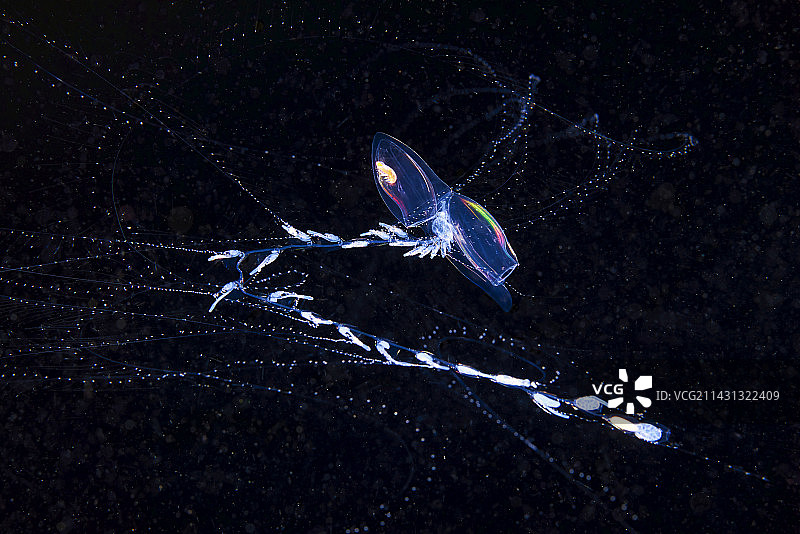 管水母群落图片素材