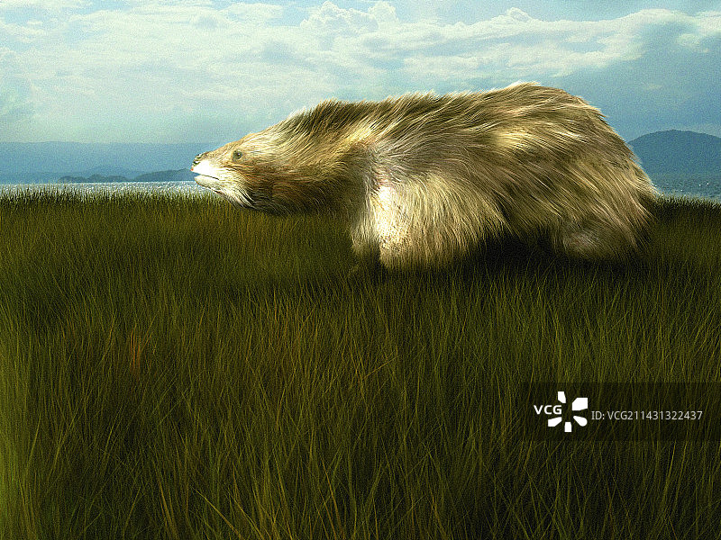 大地懒图片素材