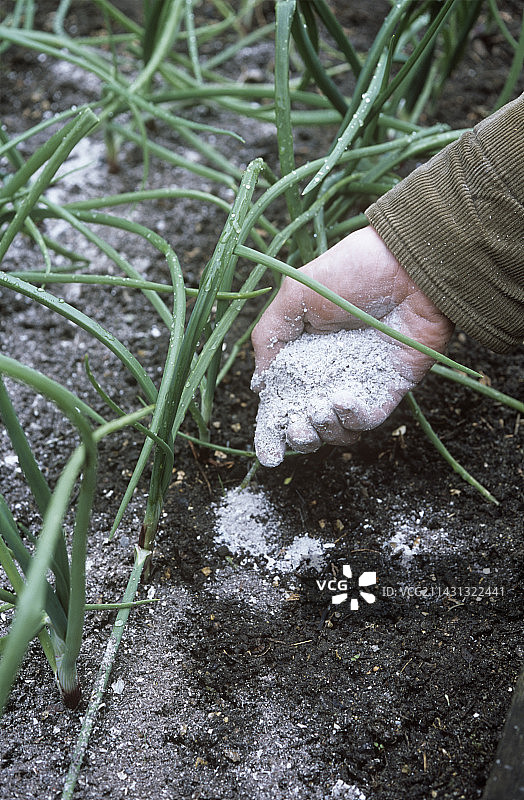 园丁施钾肥图片素材