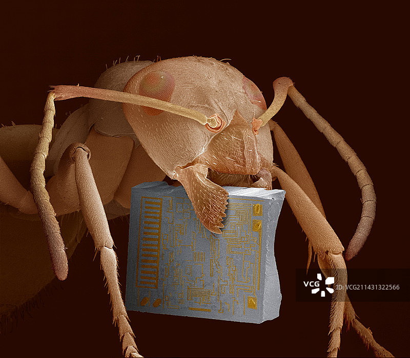 带有芯片的蚂蚁的扫描电子显微镜图像图片素材