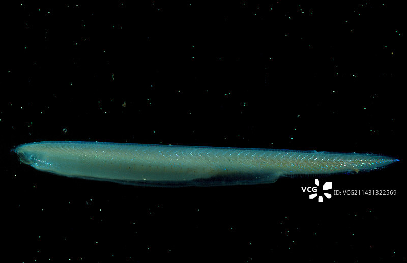 文昌鱼照片图片素材