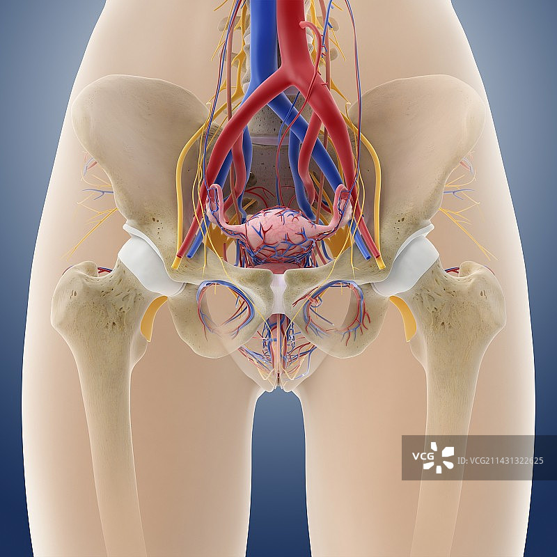 女性骨盆解剖，艺术作品图片素材