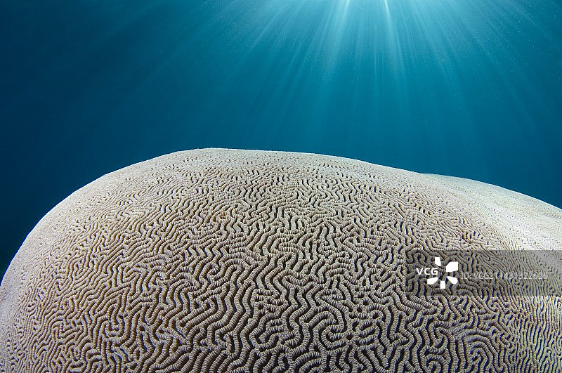 阳光洒在脑珊瑚上图片素材