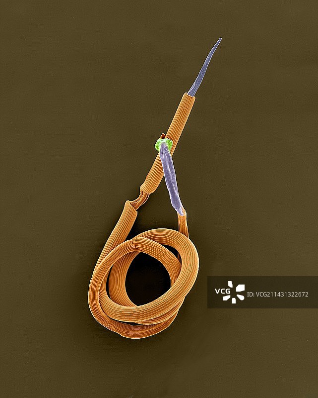 绵羊线虫（奥斯特塔吉线虫），SEM图片素材
