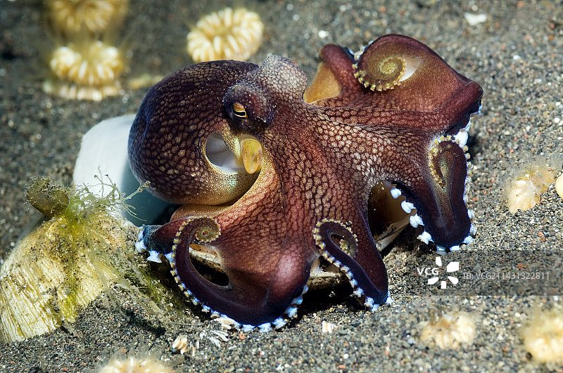 条纹章鱼正在进食图片素材