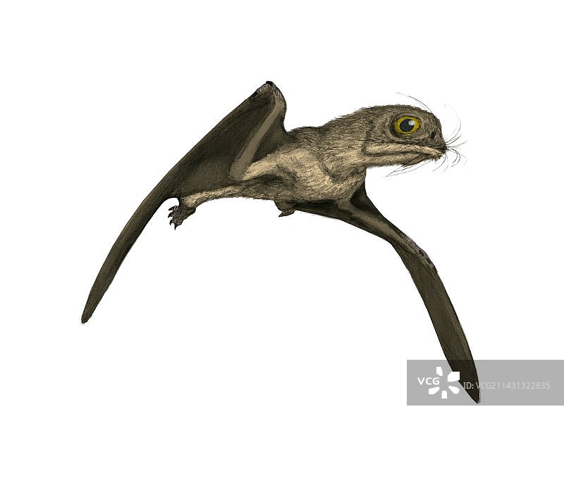 翼龙，Anurognathus sp.，艺术作品图片素材