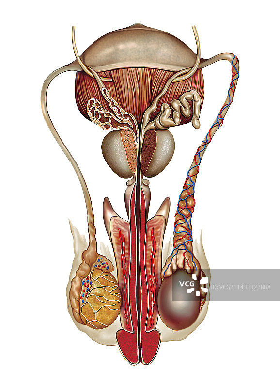 男性生殖系统，图示图片素材
