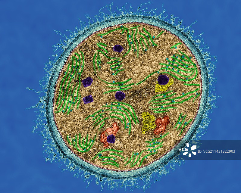 蓝藻透射电镜图图片素材