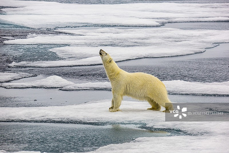 北极熊捕猎海豹图片素材