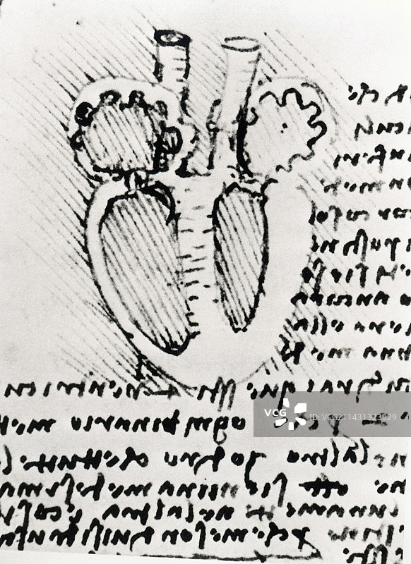 达芬奇解剖心脏图图片素材