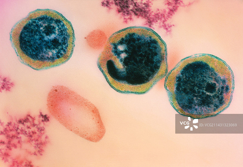 衣原体细菌图片素材