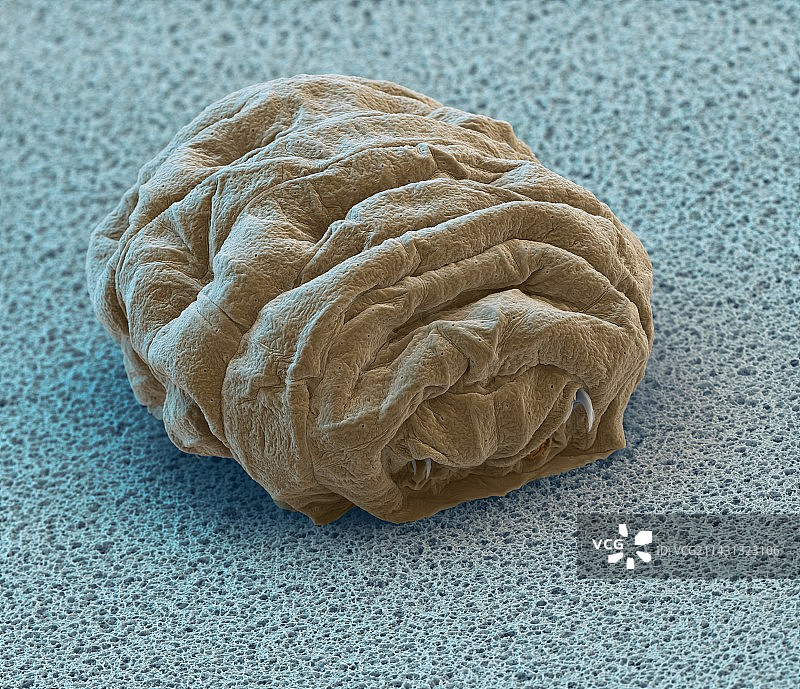 水熊虫，扫描电镜图片素材