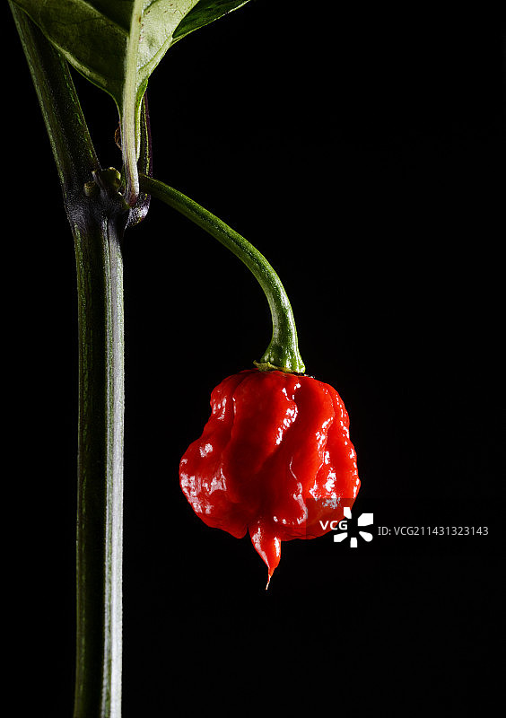 卡罗来纳死神辣椒图片素材