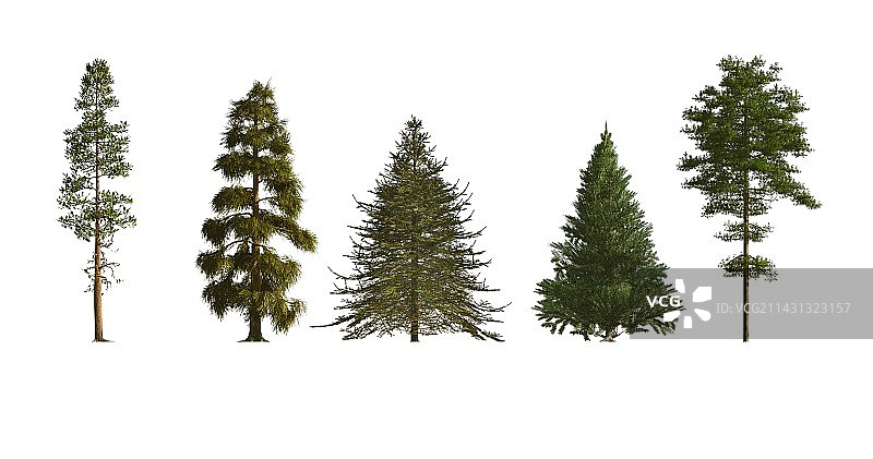 针叶树插画图片素材